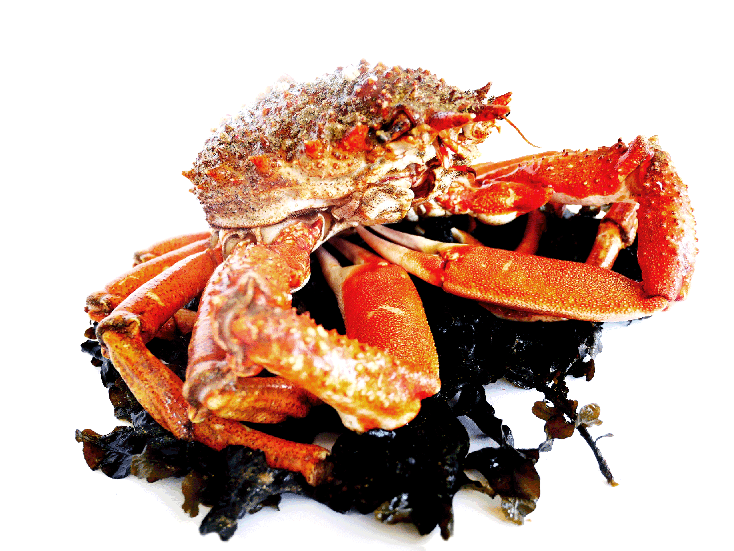 Ceci est un crabe
