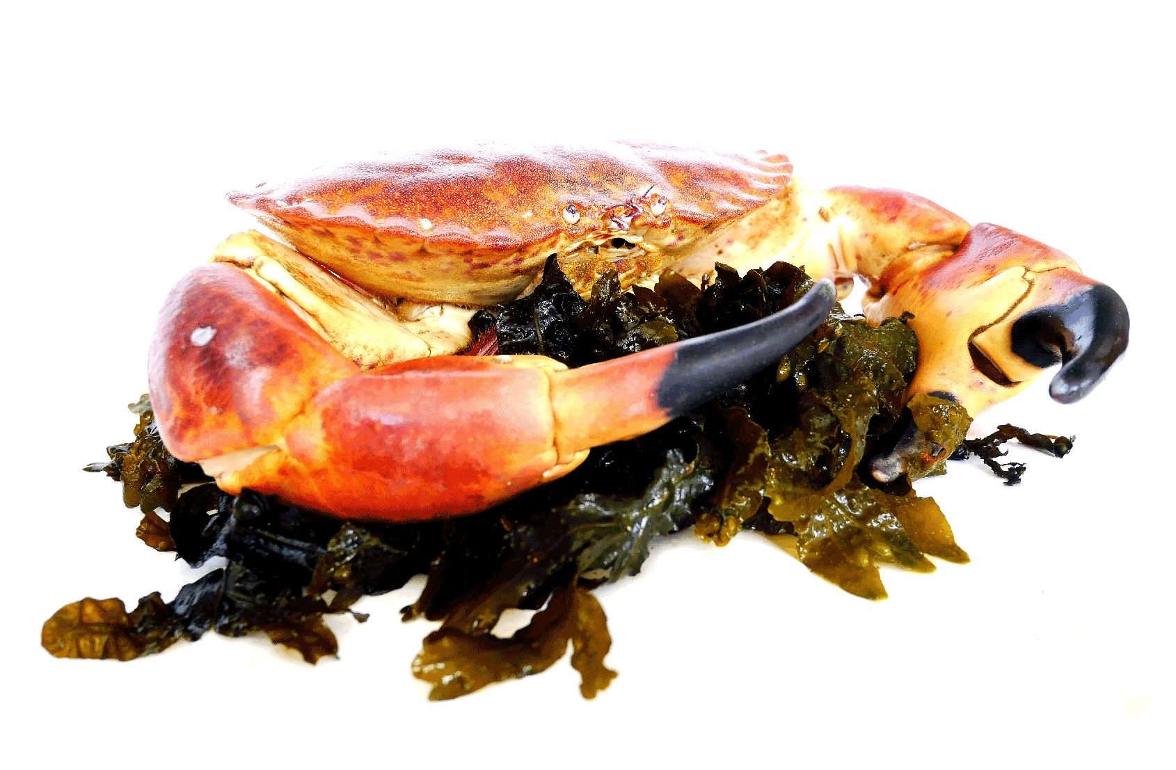 Ceci est un crabe