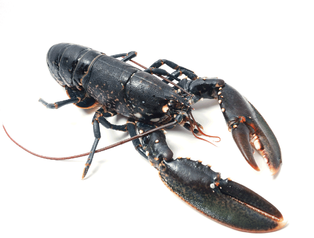 Ceci est un crabe