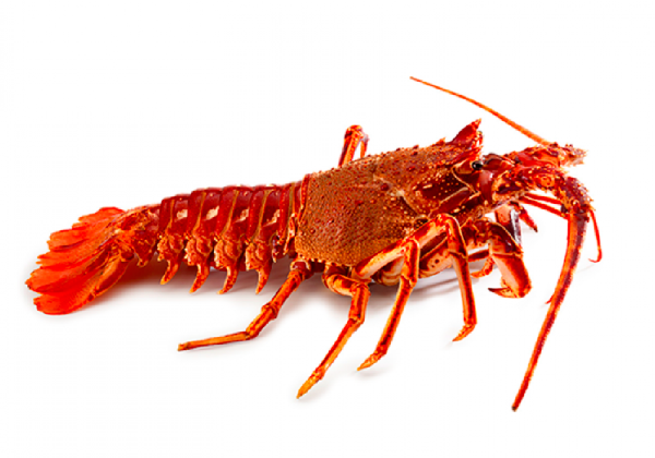 Ceci est un crabe