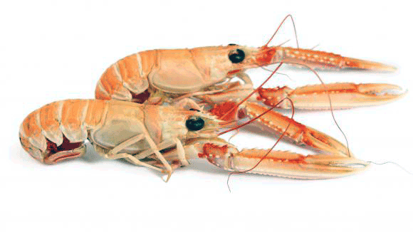 Ceci est un crabe